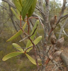 Hakea carinata
