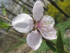 Prunus davidiana