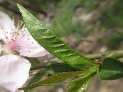 Prunus davidiana