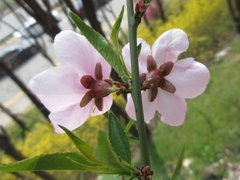 Prunus davidiana