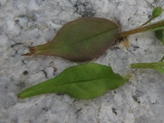 Holosteum umbellatum