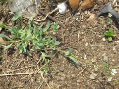 Holosteum umbellatum