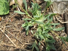 Holosteum umbellatum
