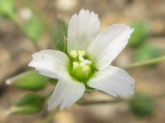 Holosteum umbellatum
