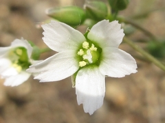 Holosteum umbellatum