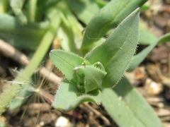 Holosteum umbellatum