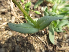 Holosteum umbellatum