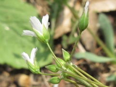 Holosteum umbellatum