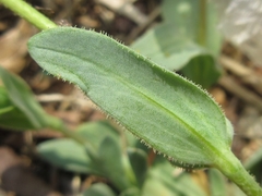 Holosteum umbellatum