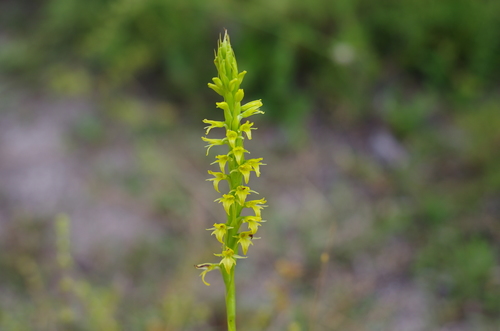 Benthamia glaberrima image