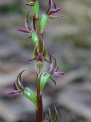 Prasophyllum nitidum