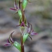 Prasophyllum nitidum - Photo (c) johneichler, osa oikeuksista pidätetään (CC BY-NC), lähettänyt johneichler