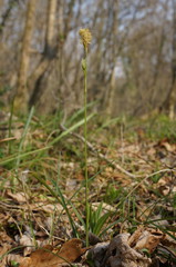 Carex michelii