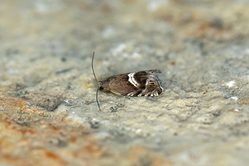 Grapholita fissana