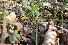 Carex michelii