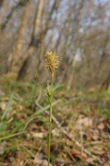 Carex michelii