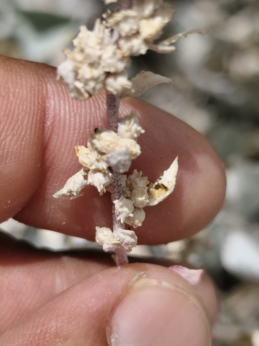 Atriplex barclayana, photograph 6