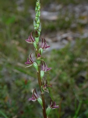 Prasophyllum nitidum