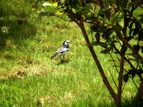 White Wagtail
