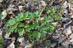 Physospermum cornubiense