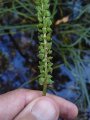Cycnogeton multifructum