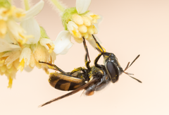 Copestylum limbipenne