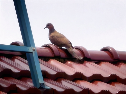 Spotted Dove