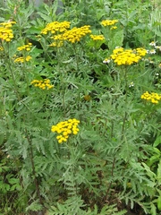 Tanacetum vulgare boreale