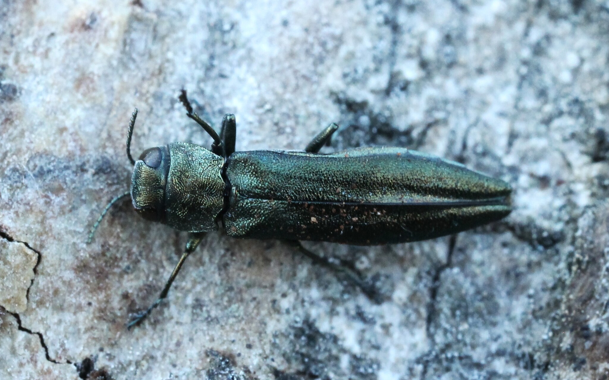 Agrilus suvorovi