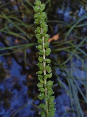 Cycnogeton multifructum