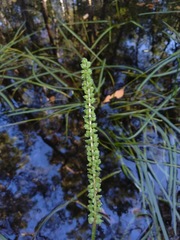 Cycnogeton multifructum