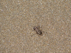 Cicindela carthagena