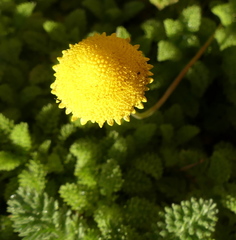 Cotula discolor