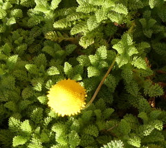 Cotula discolor