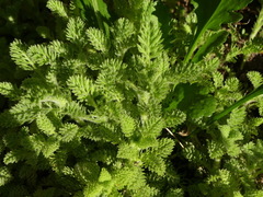 Cotula discolor