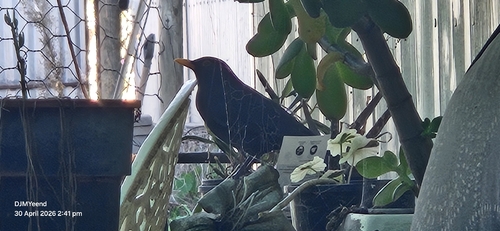 Eurasian Blackbird