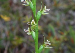 Prasophyllum occultans