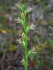 Prasophyllum occultans