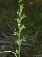 Prasophyllum occultans