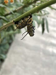 Danaus plexippus plexippus