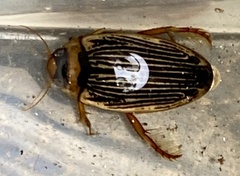 Lancetes lanceolatus