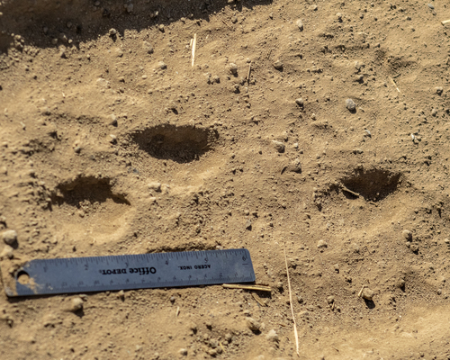 Liebre antílope observed by marcopolo_amarillas