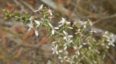 Olearia lanuginosa