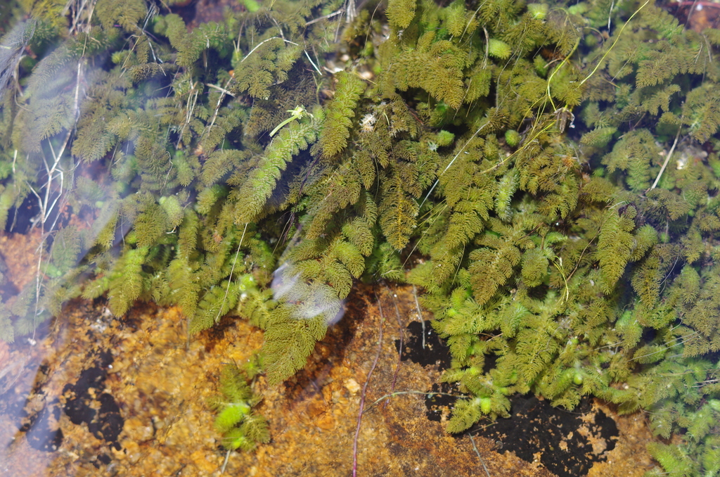 Hydrostachys fimbriata