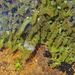 Hydrostachys fimbriata - Photo 由 Vincent Porcher 所上傳的 (c) Vincent Porcher，保留部份權利CC BY