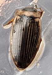 Lancetes lanceolatus