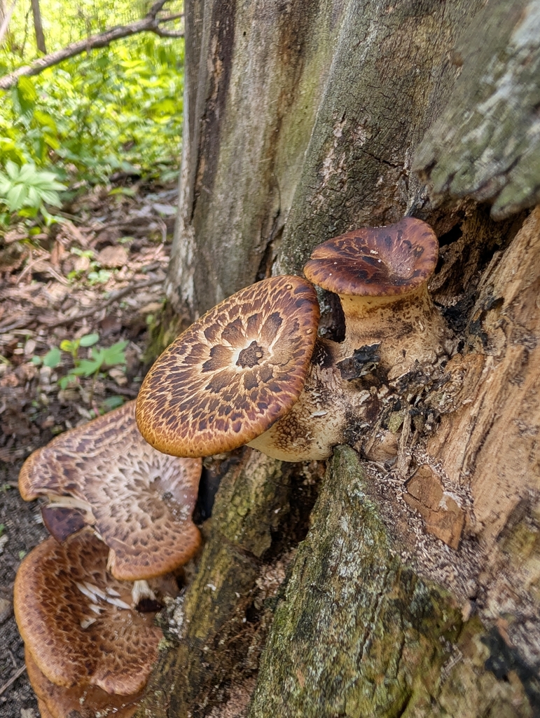 Cerioporus squamosus · May 2026 · photo: © jasonwebb (iNaturalist, cc0)