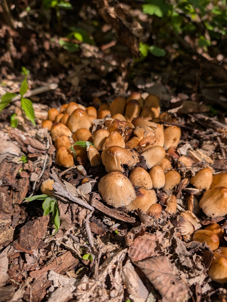 Coprinellus micaceus · May 2026 · photo: © jasonwebb (iNaturalist, cc0)