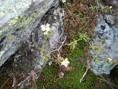 Rhododendron groenlandicum legacy iNaturalist observation