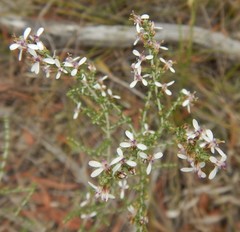 Olearia lanuginosa